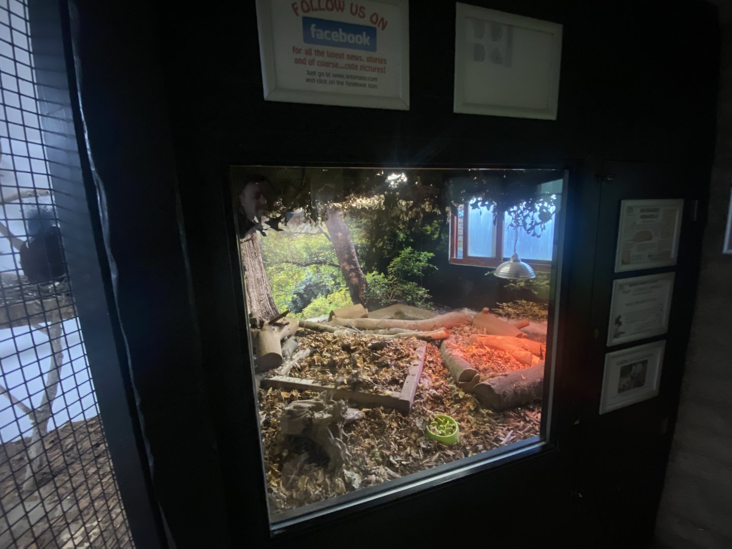 Nocturnal House - Six-banded armadillo exhibit 011125