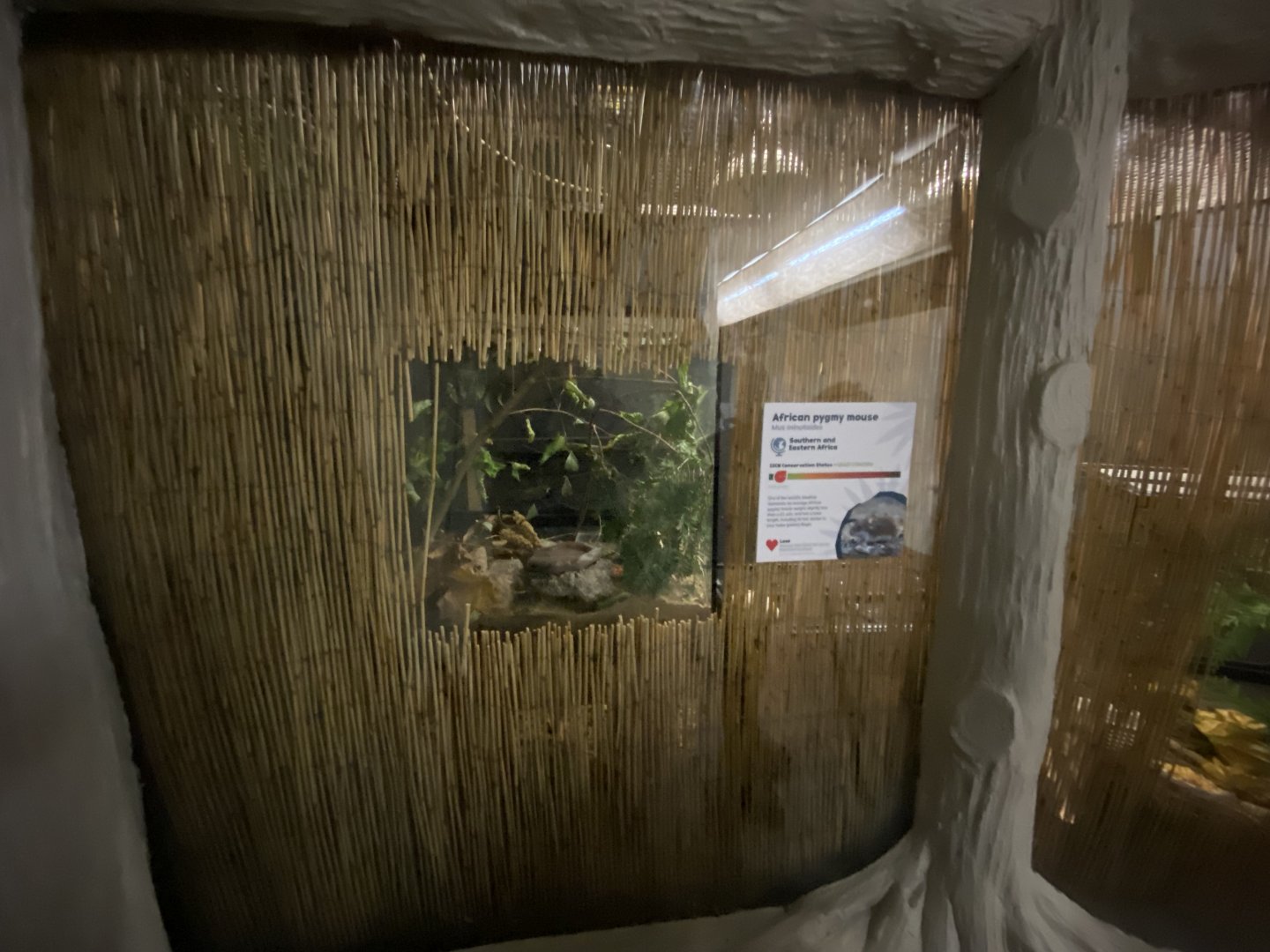 Nocturnal House - Sub-Saharan pygmy mouse exhibit 111224