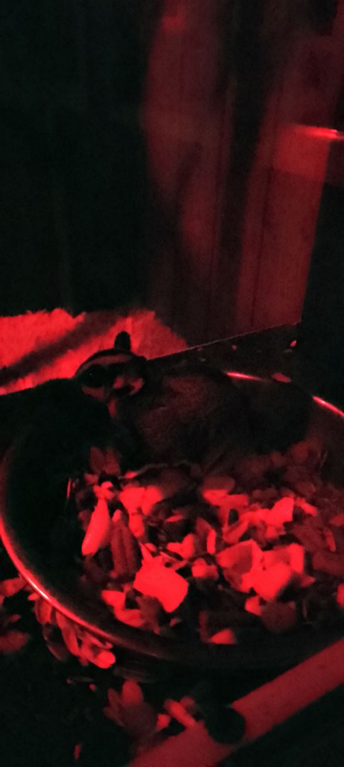 Nocturnal House- sugar glider 020225