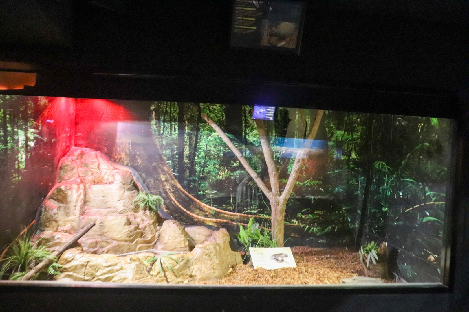 Nocturnal House - Water Python Enclosure