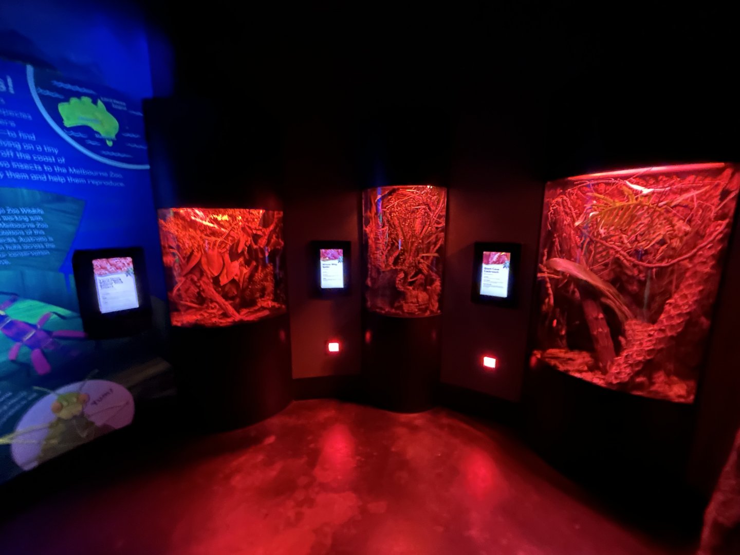 Nocturnal Insect Exhibits - Wildlife Explorers Basecamp