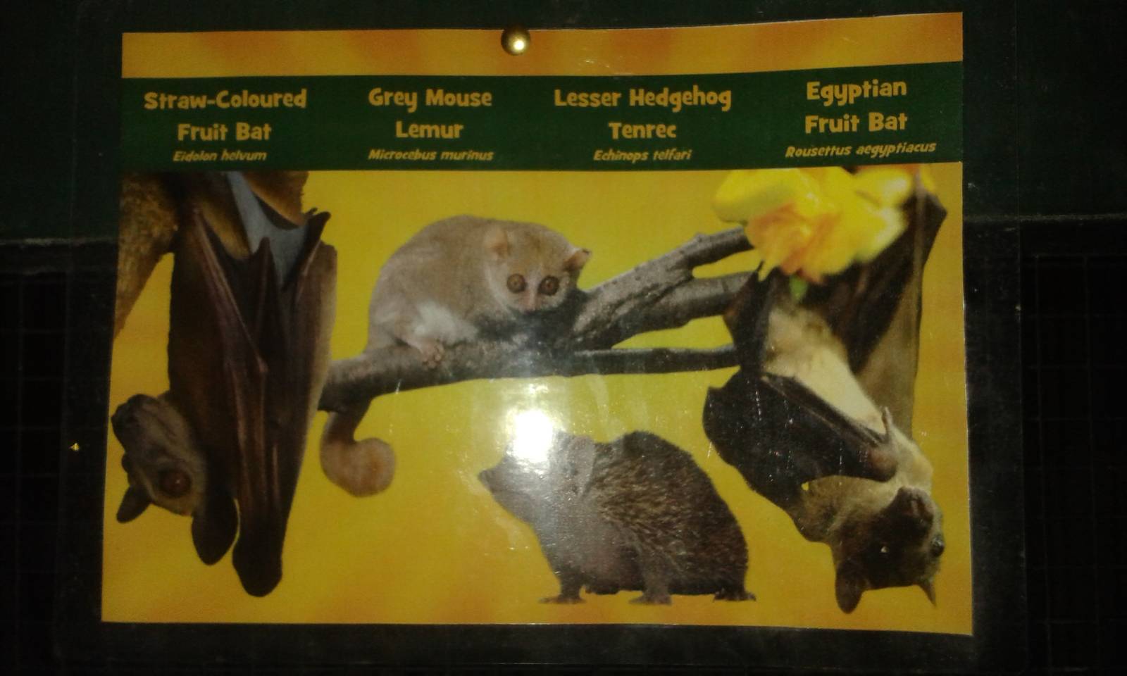 Nocturnal mixed exhibit