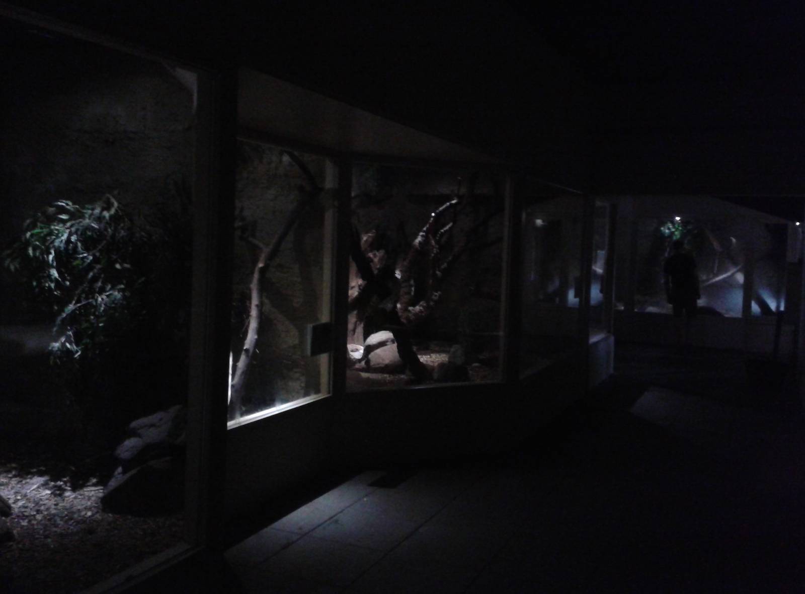 Nocturnal part of Naturama