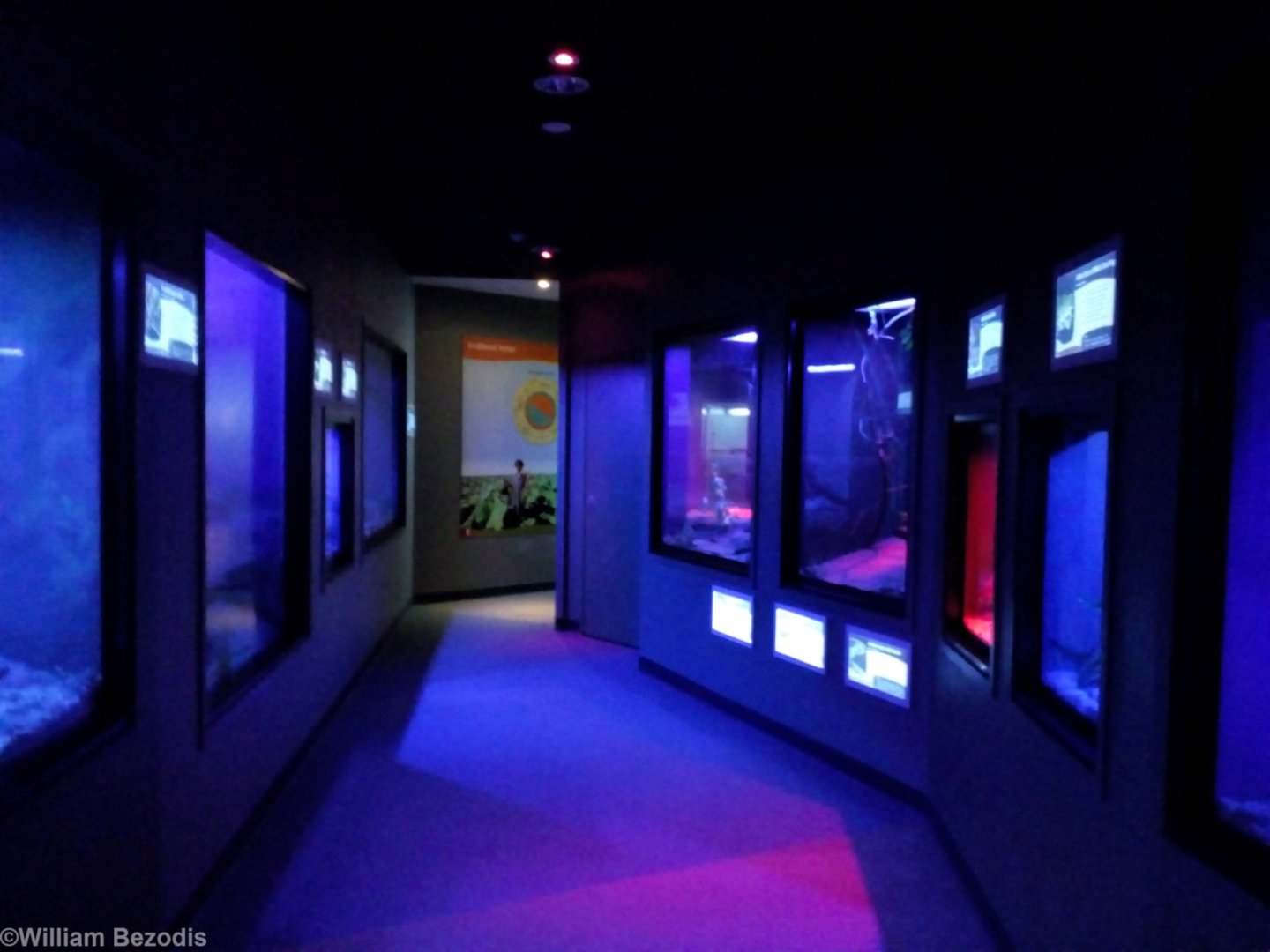 Nocturnal Part of the Reptile House