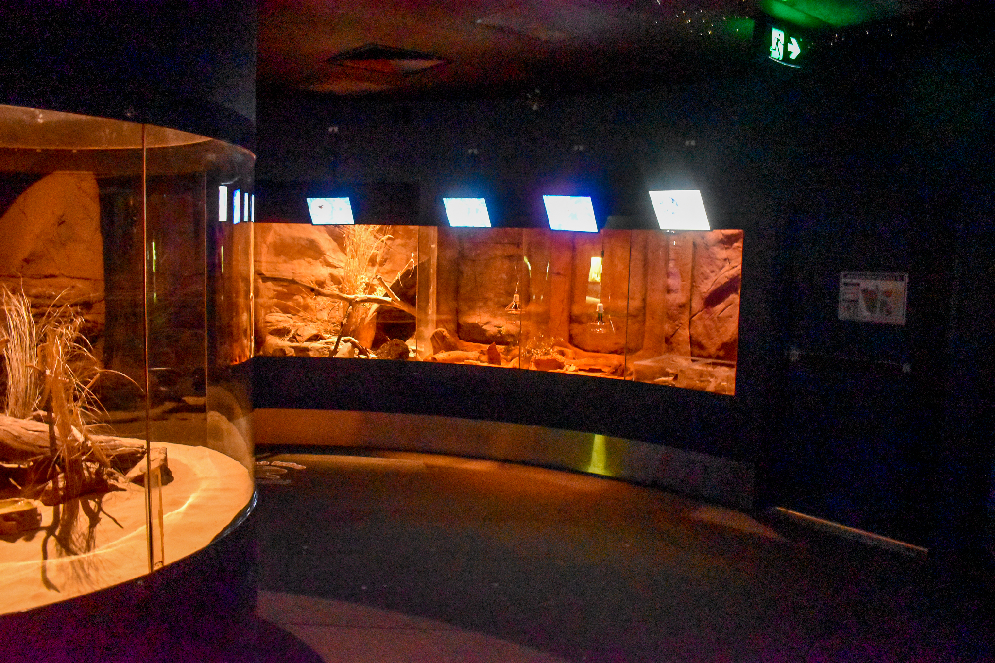 Nocturnal Reptile Enclosures