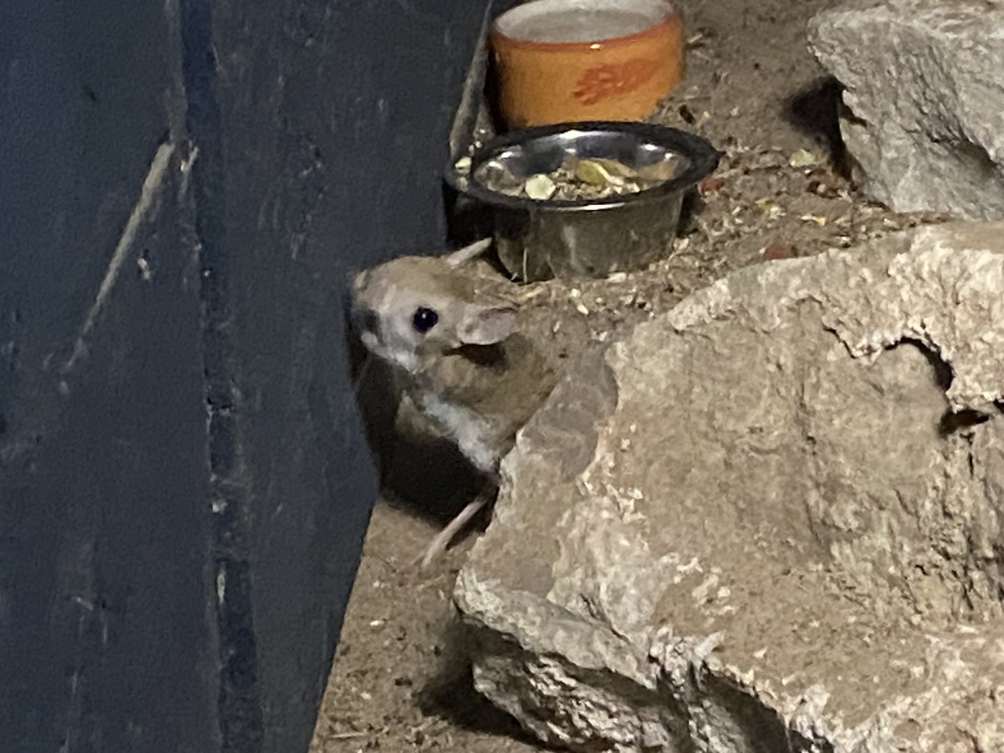 Nocturnal Room - Greater jerboa 060625