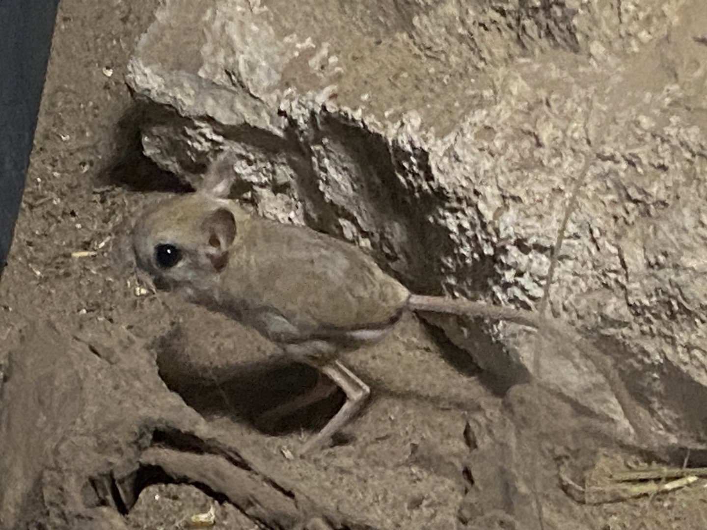 Nocturnal Room - Greater jerboa 060625
