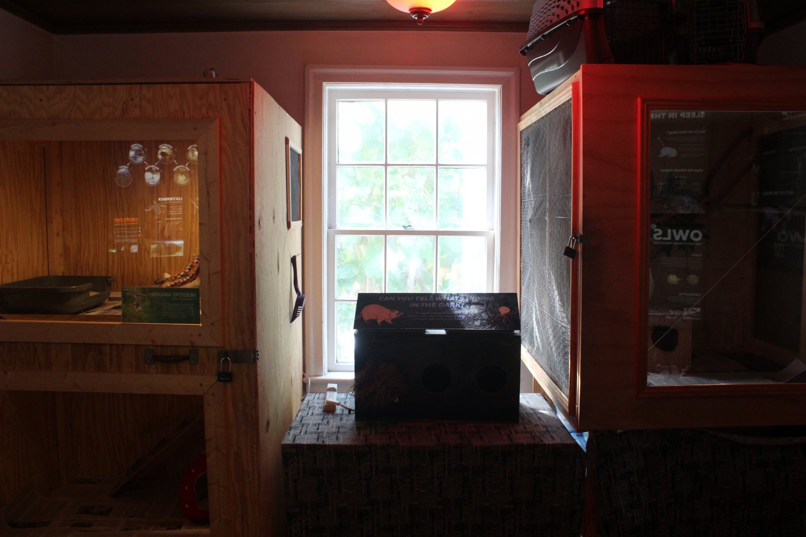 Nocturnal Room (Virginia Opossum & Screech Owl)
