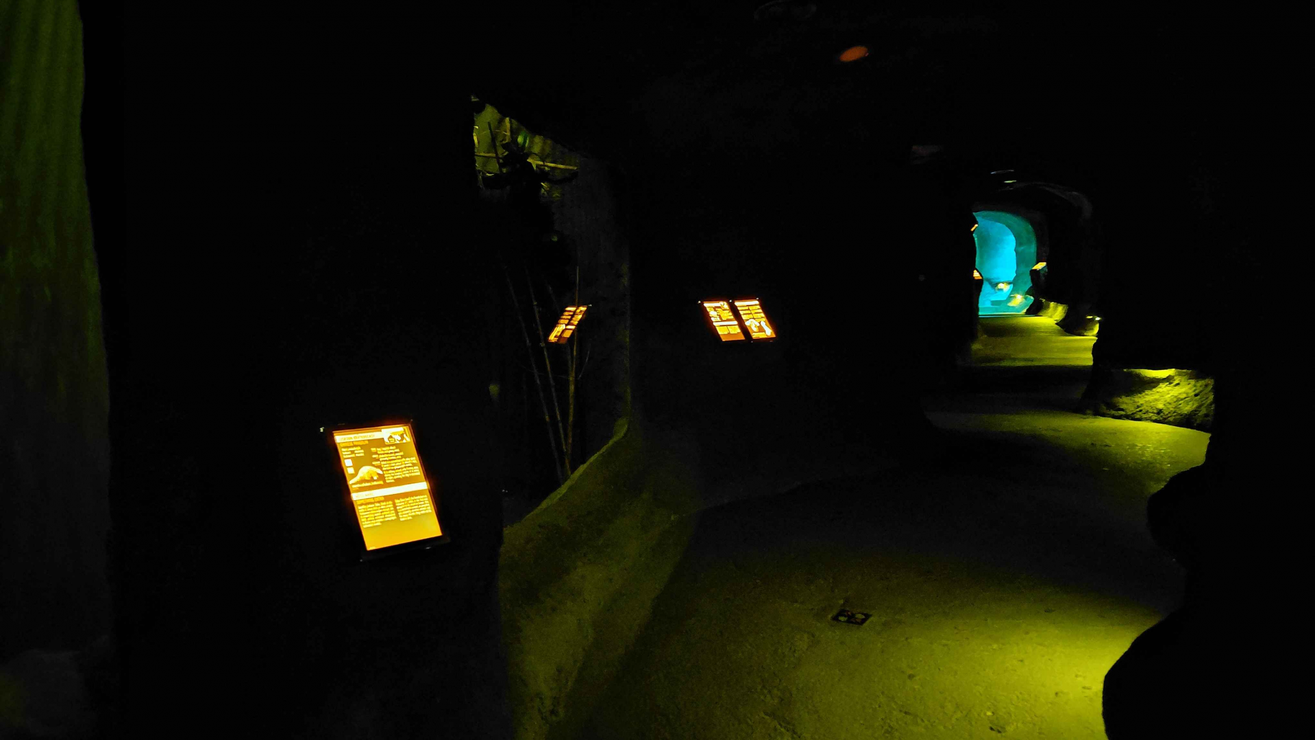 Nocturnal section - lights off