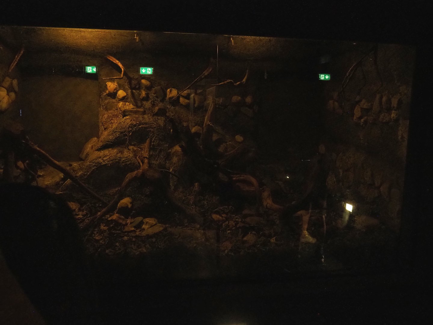 Nocturnal terrarium for Giant African millipedes, 2023-08-17a