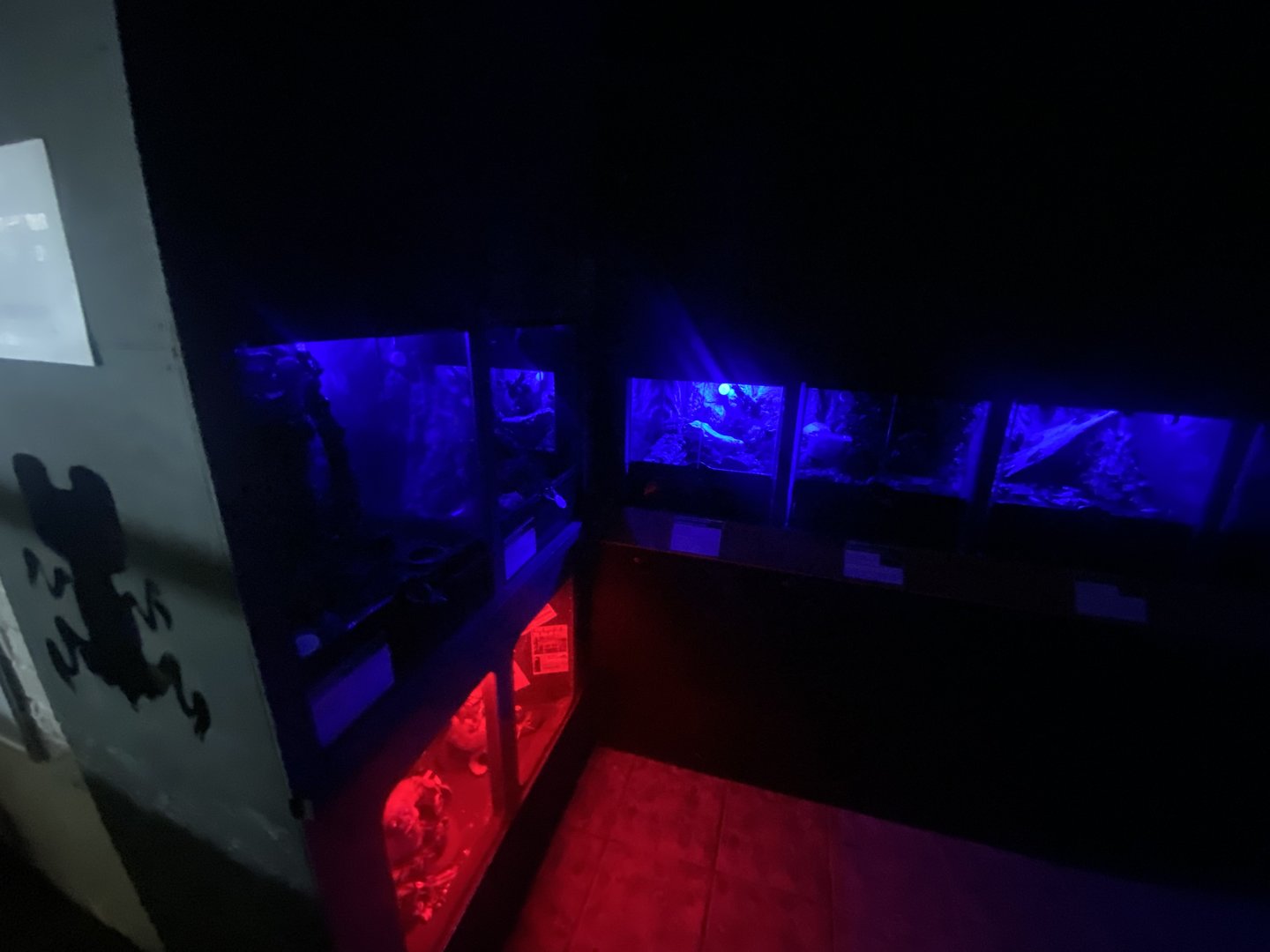 Nocturnal Zone - IOW Reptilarium 150923