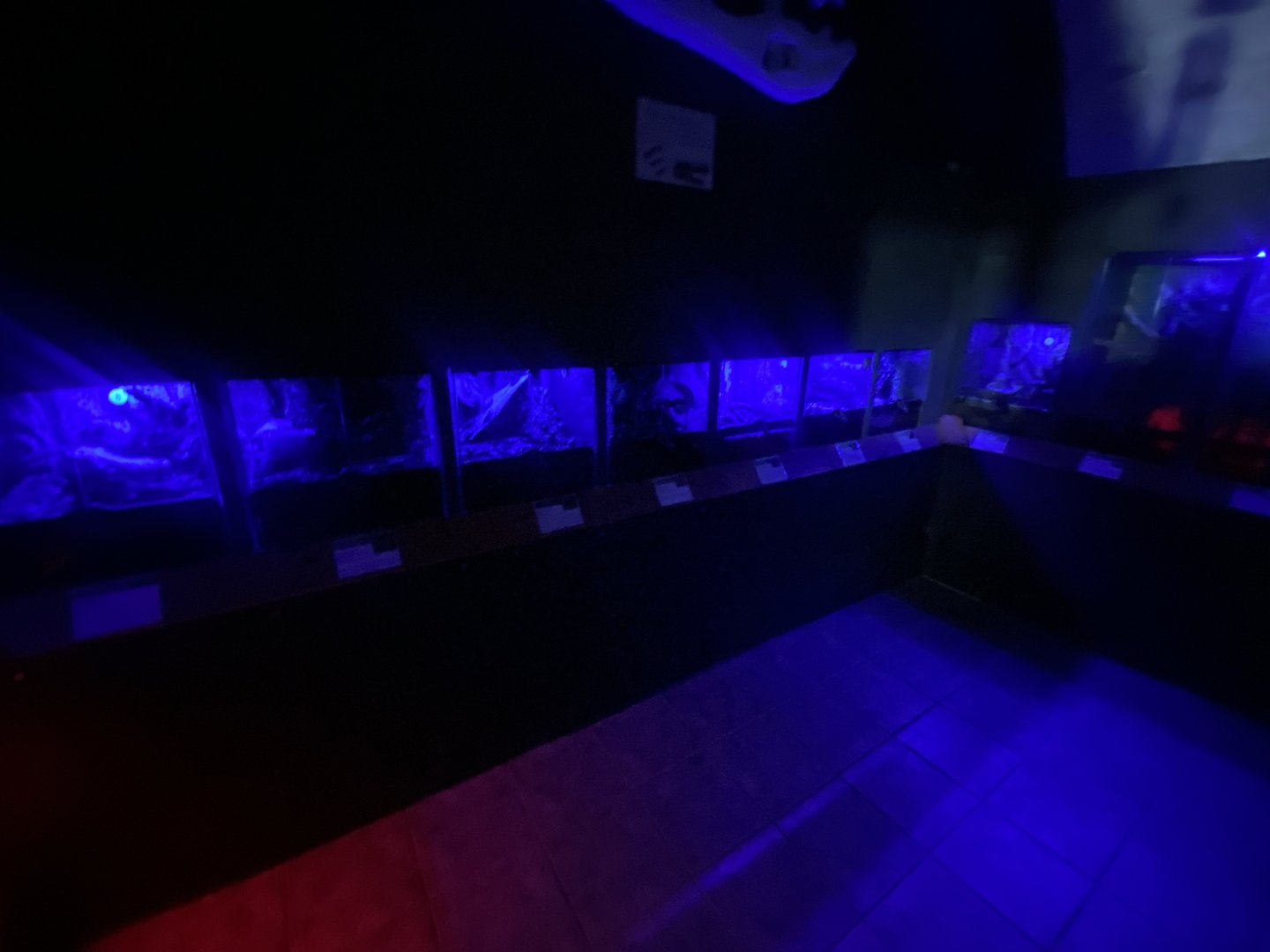 Nocturnal Zone - IOW Reptilarium 150923