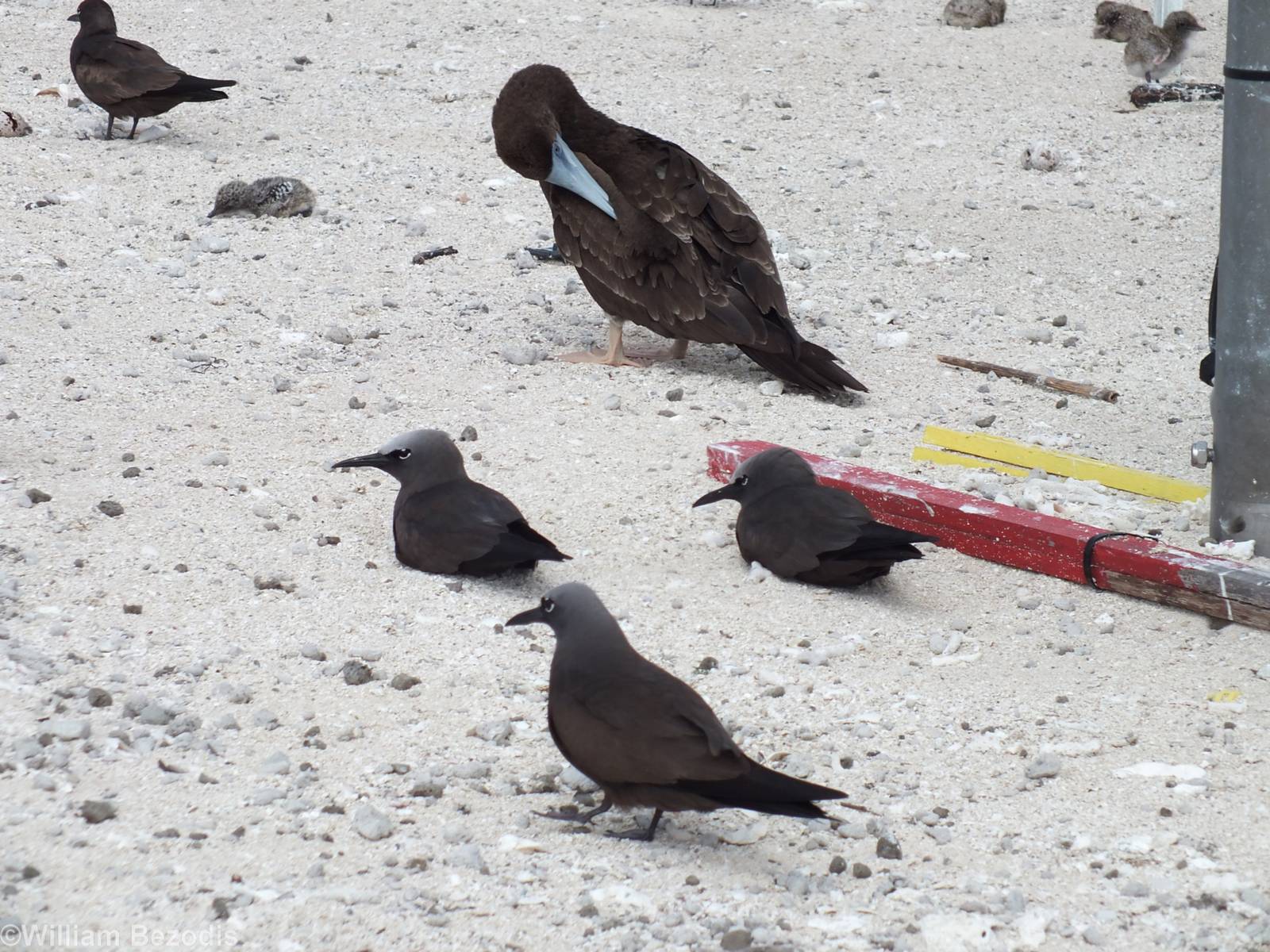 Noddies and Brown Booby