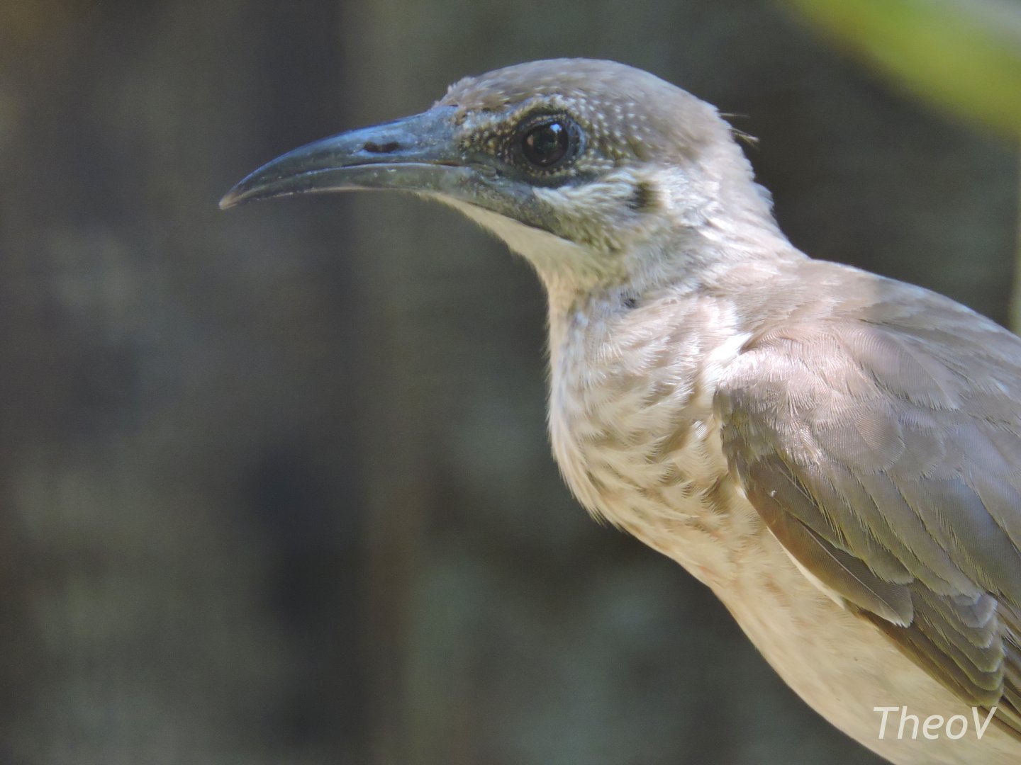 Noisy friarbird [2016]