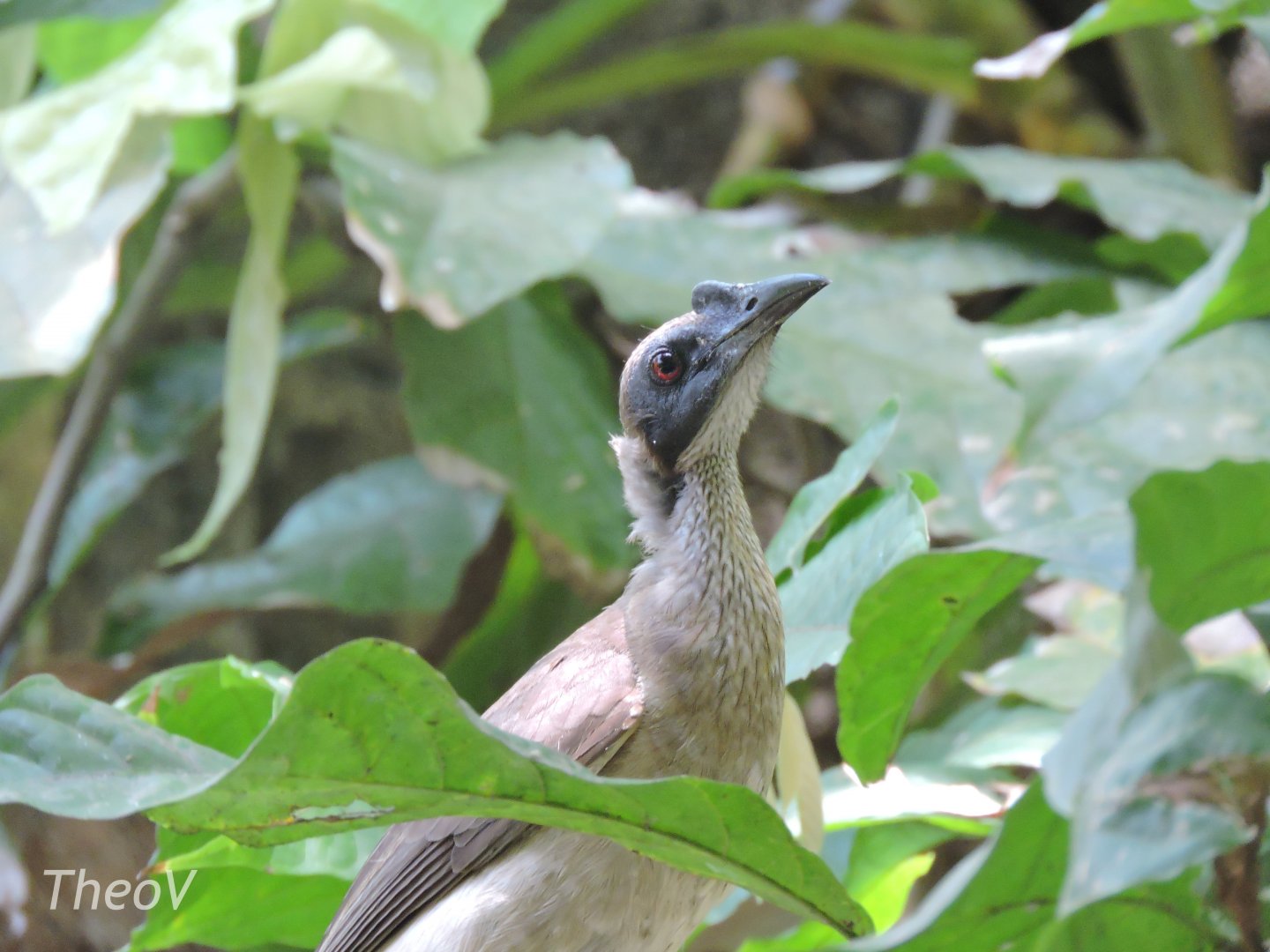 Noisy friarbird [2016]