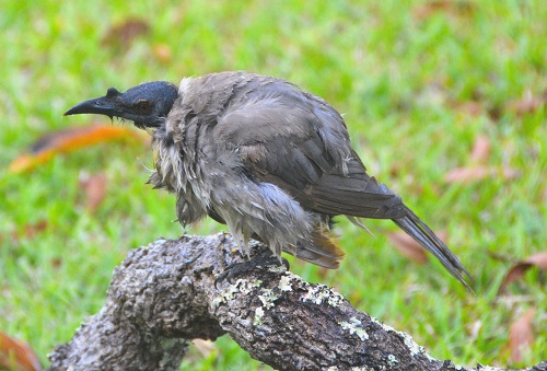 Noisy friarbird after bathing