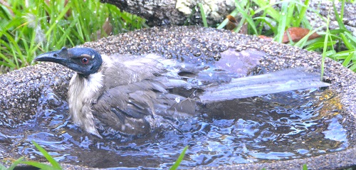 Noisy friarbird bathing