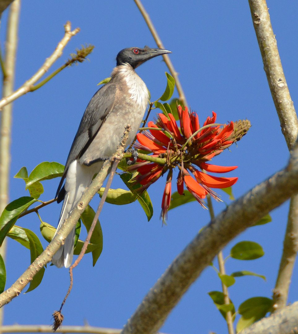 Noisy friarbird on Flame tree.