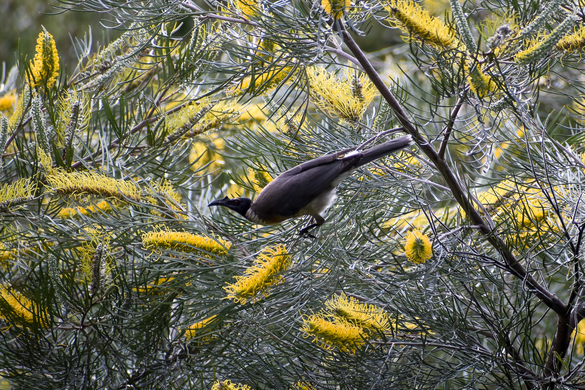 Noisy Friarbird (Philemon corniculatus)