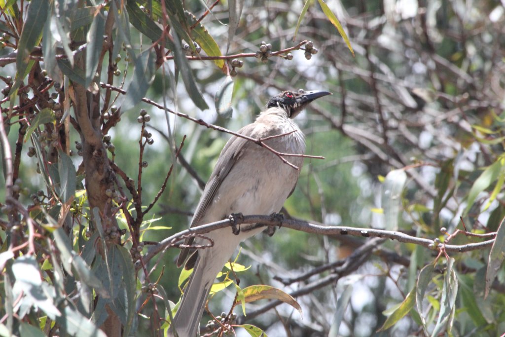 Noisy Friarbird - wild