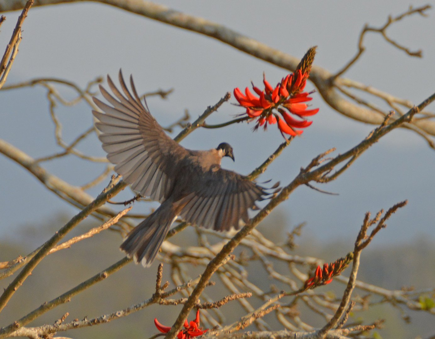 Noisy friarbird.
