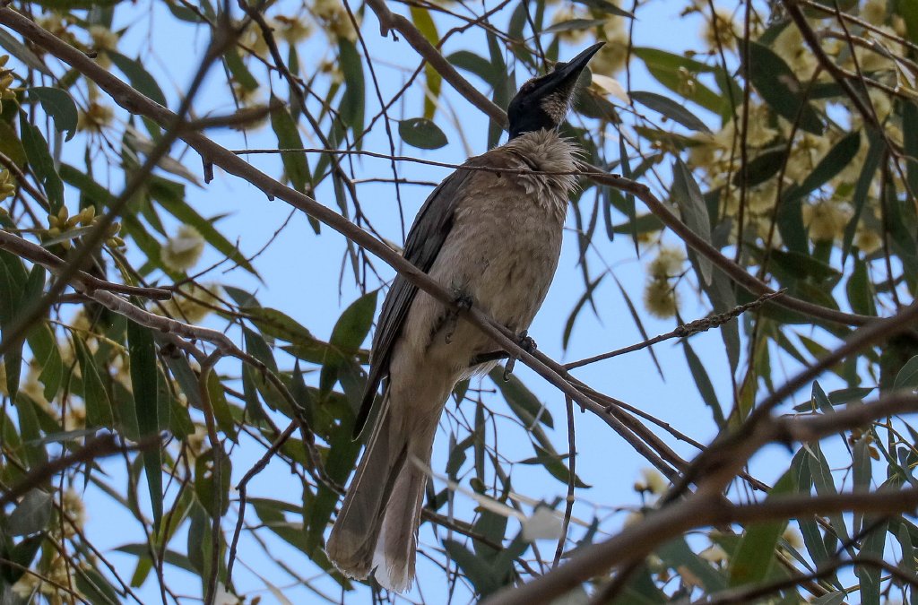 Noisy Friarbird