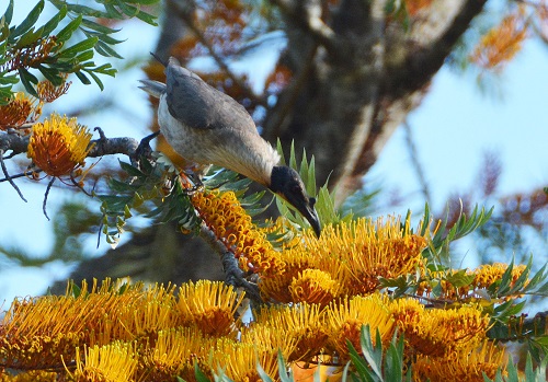Noisy friarbird.