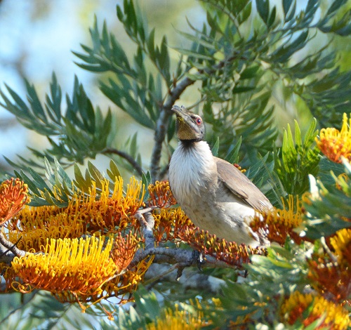 Noisy friarbird.