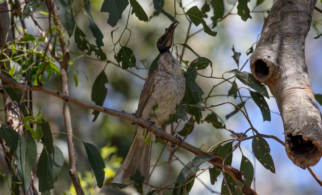 Noisy Friarbird