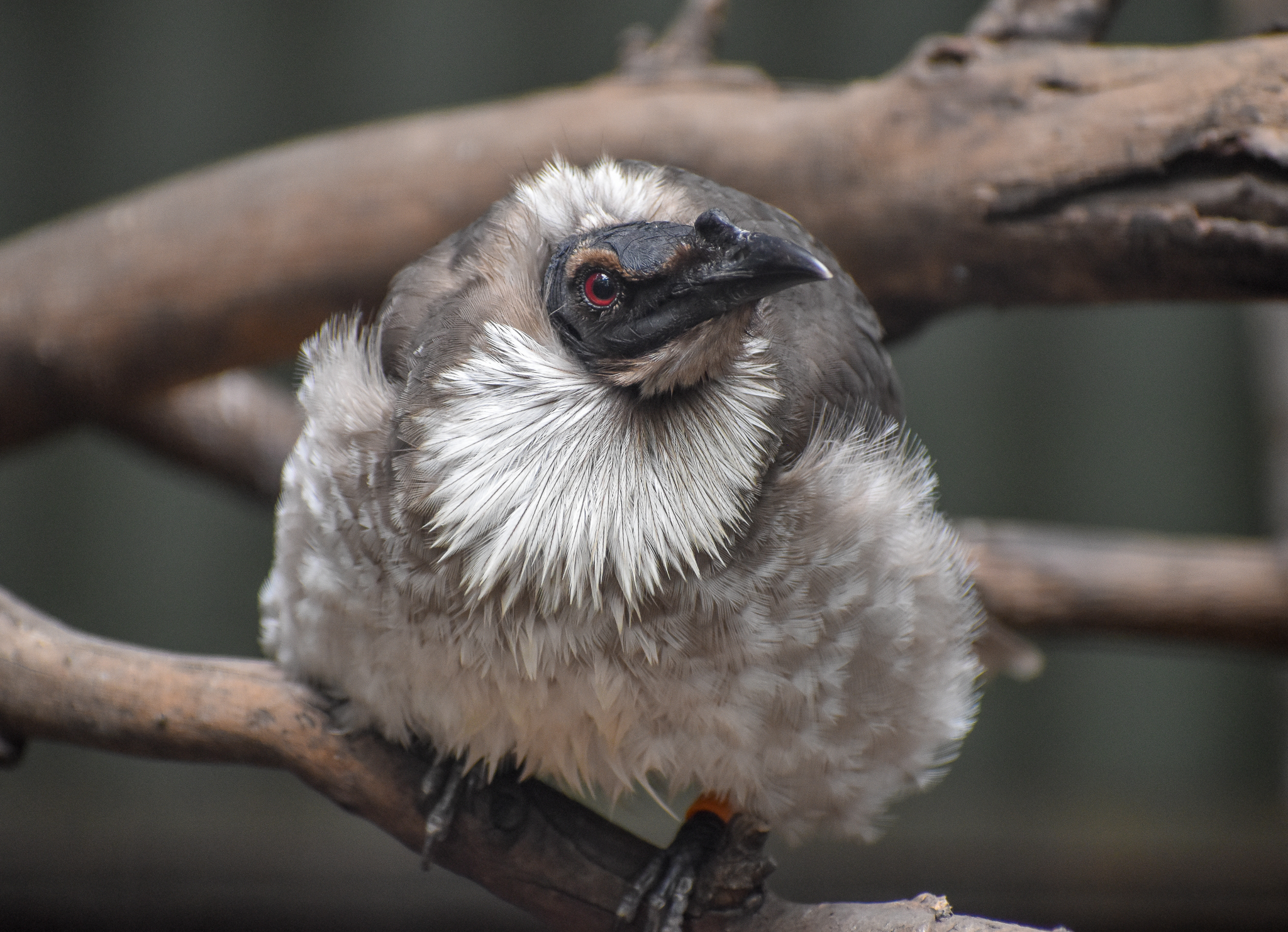 Noisy Friarbird