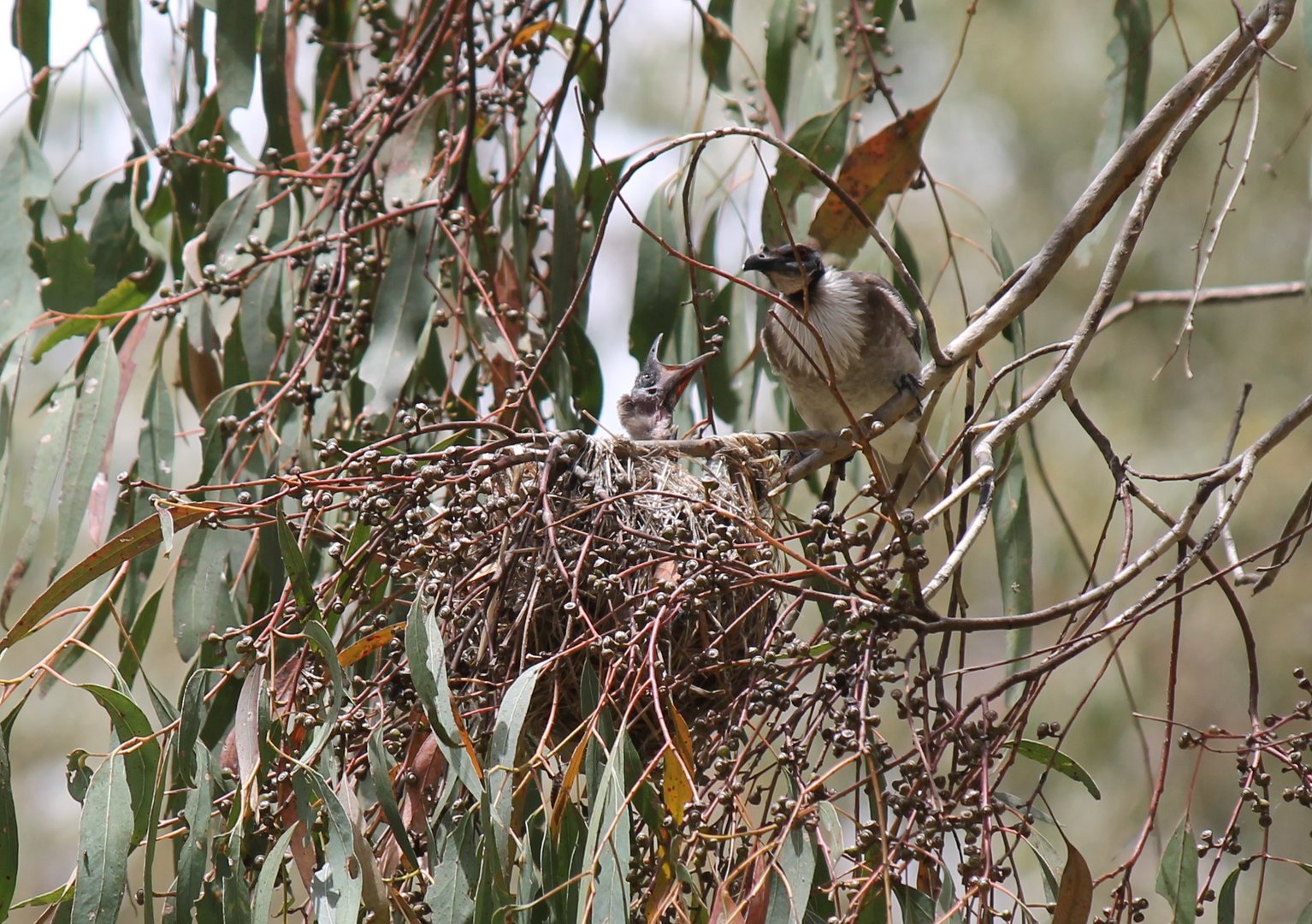 Noisy Friarbird