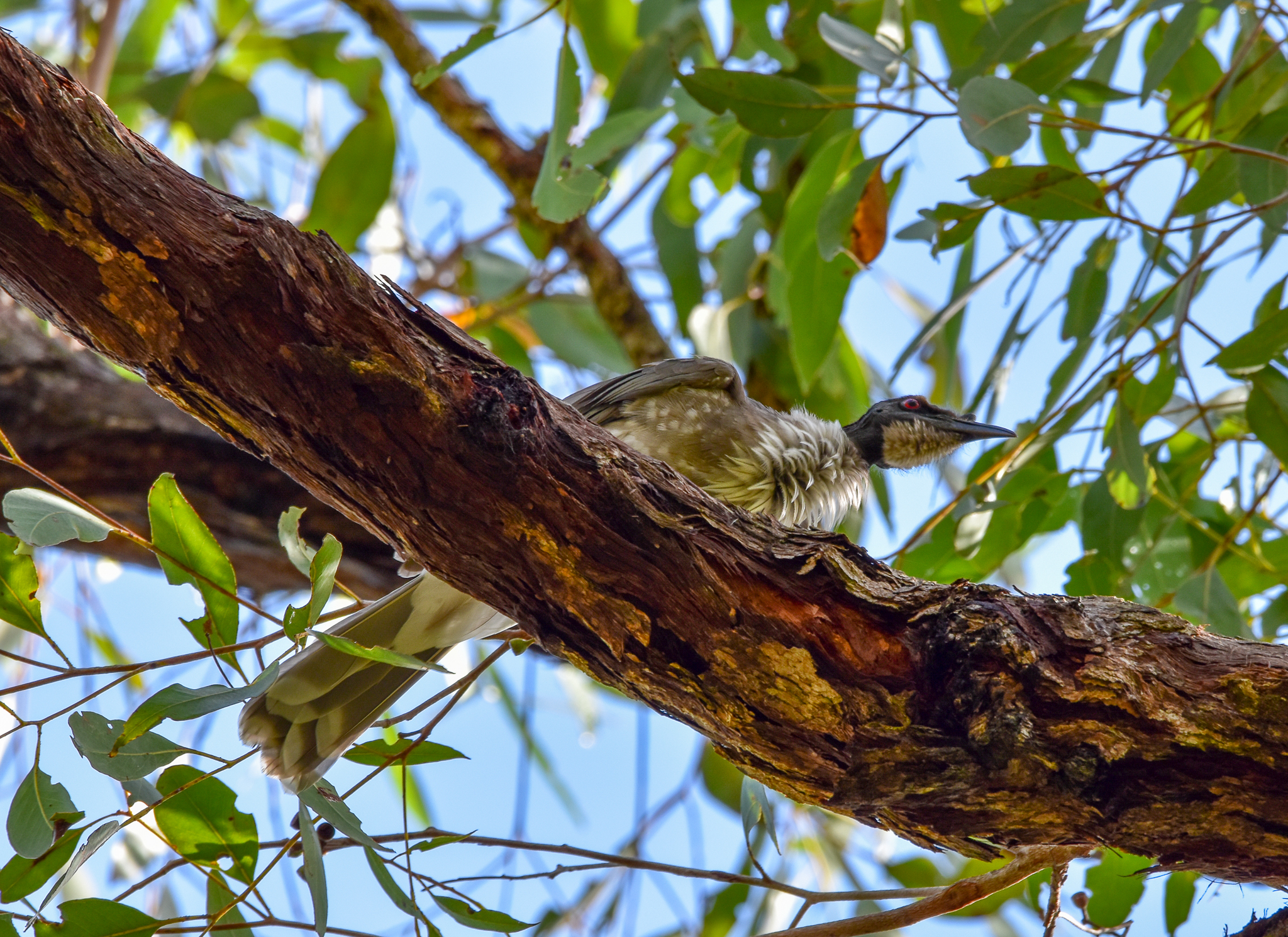 Noisy Friarbird