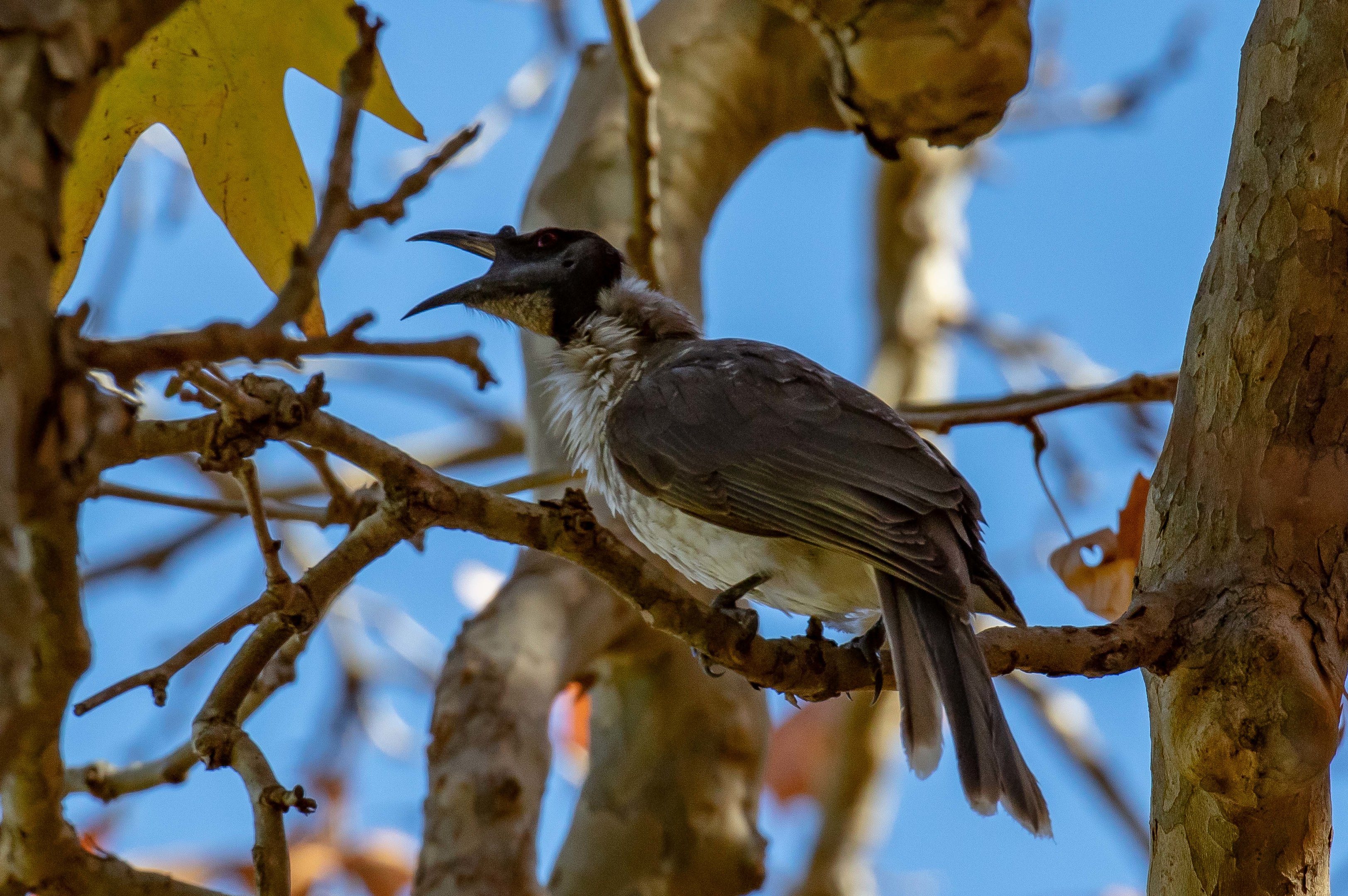 Noisy Friarbird