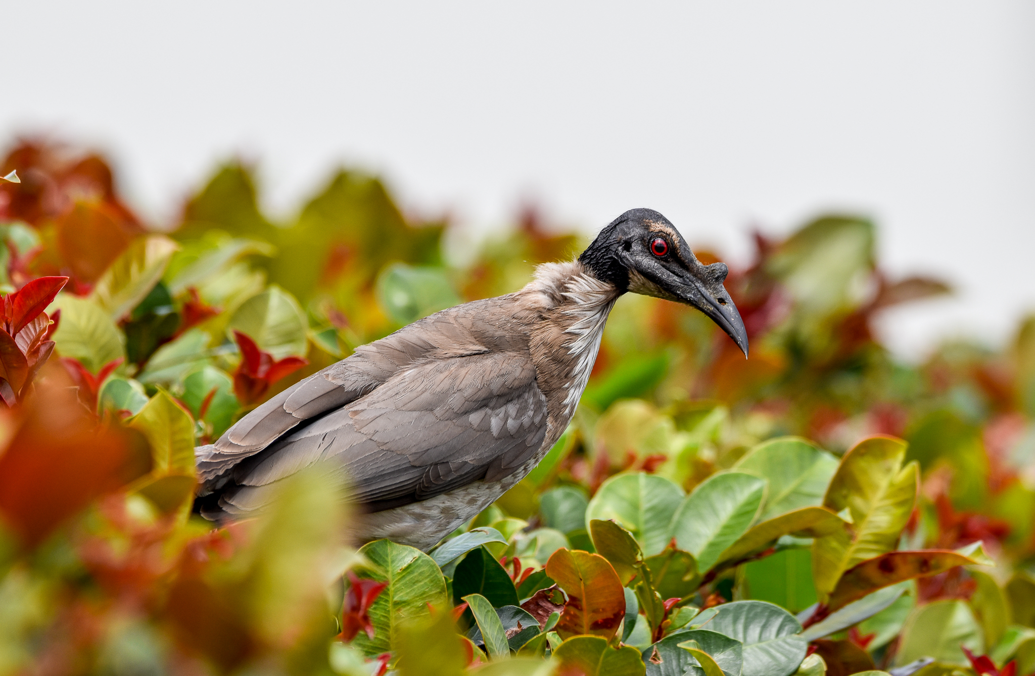 Noisy Friarbird