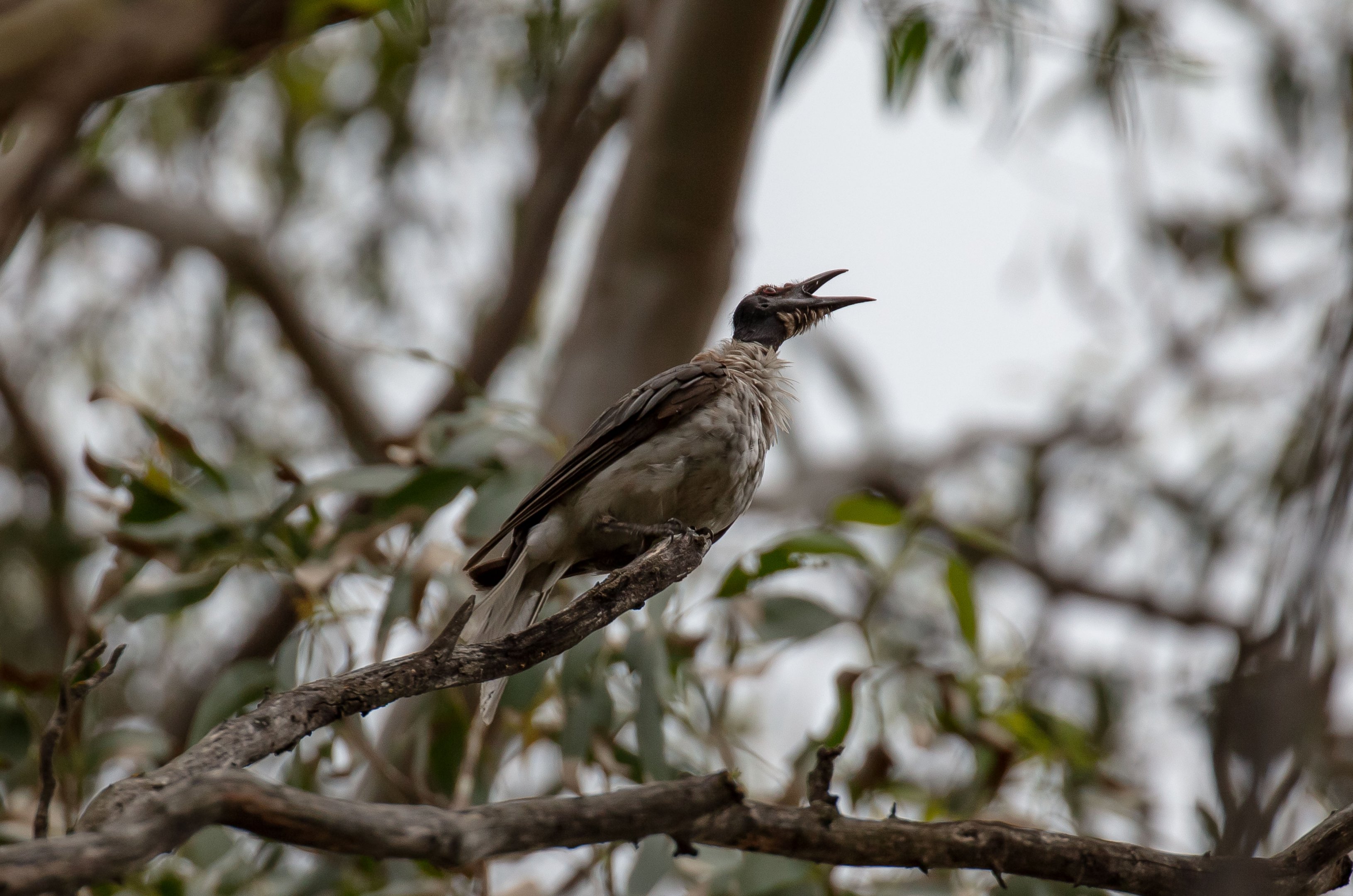 Noisy Friarbird