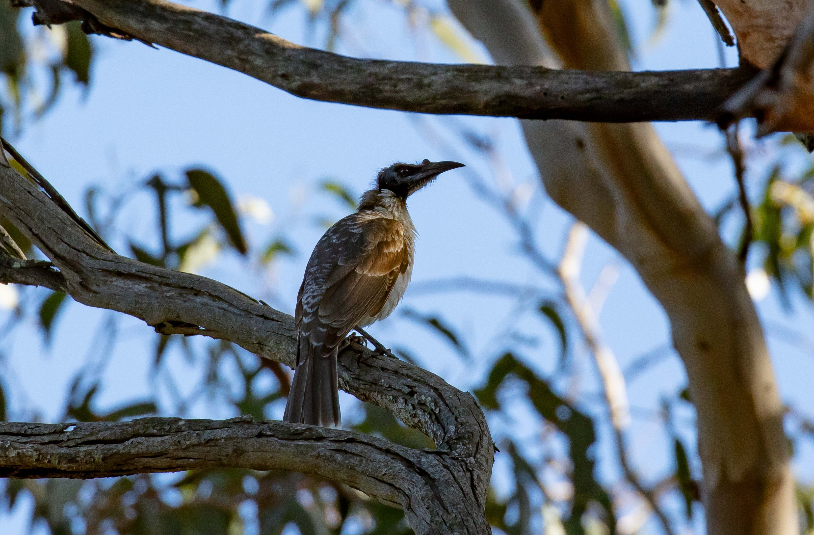 Noisy Friarbird