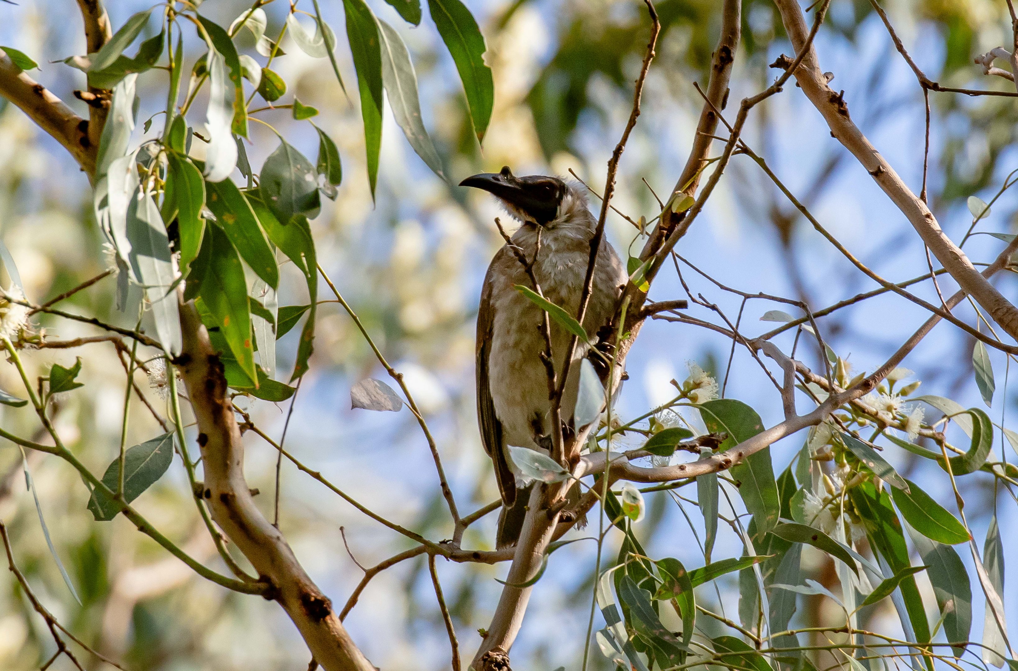 Noisy Friarbird