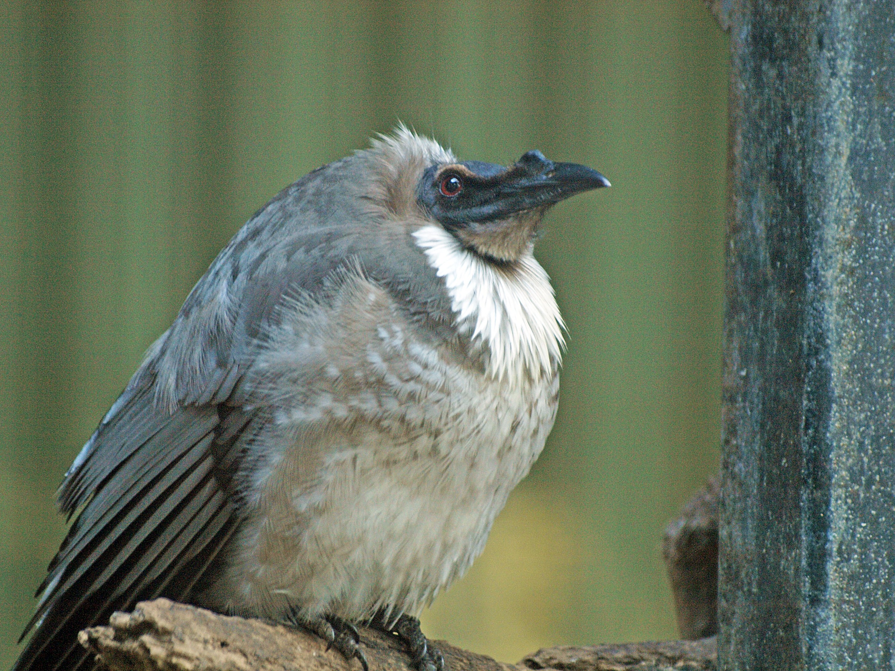 Noisy friarbird