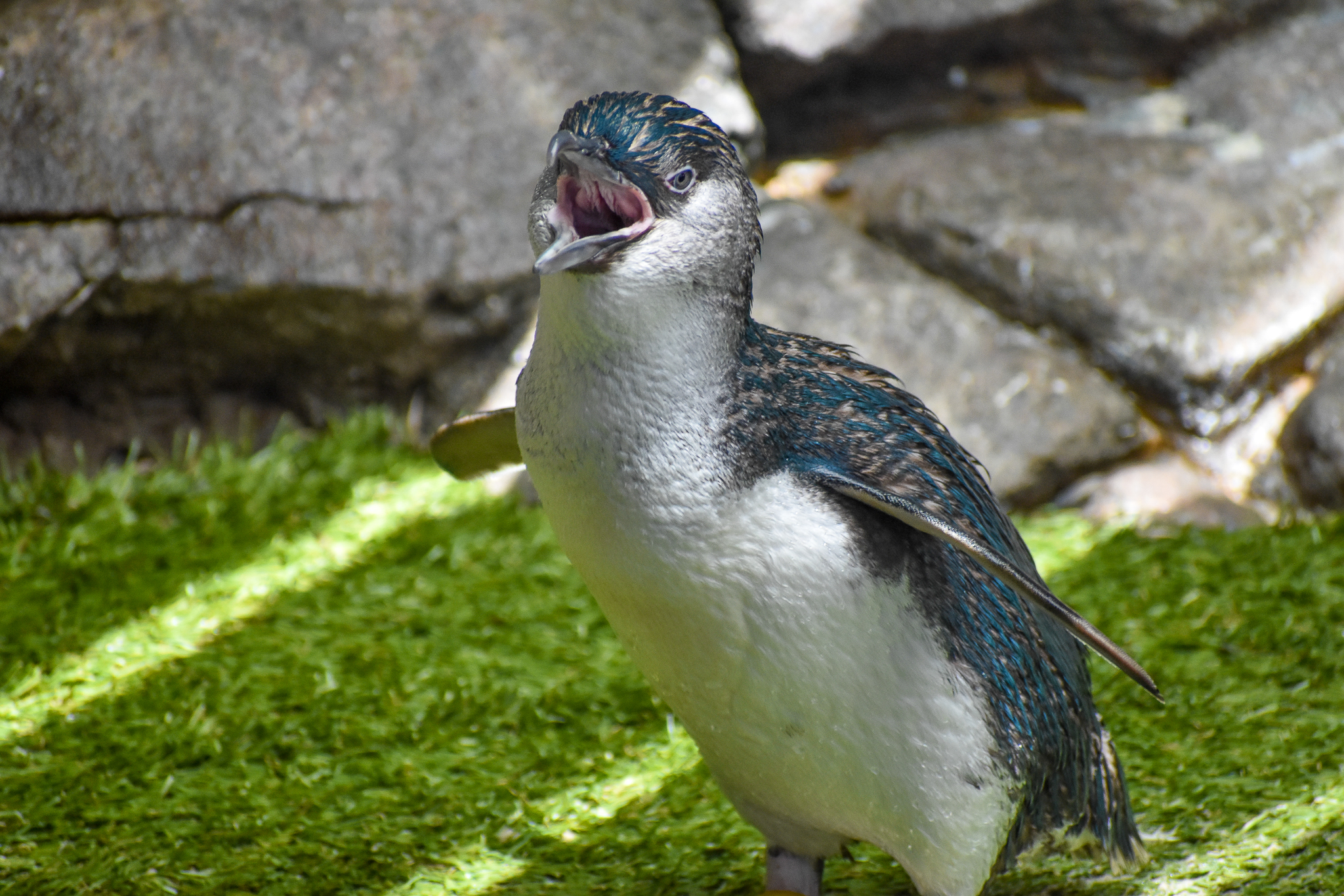 Noisy Little Penguin