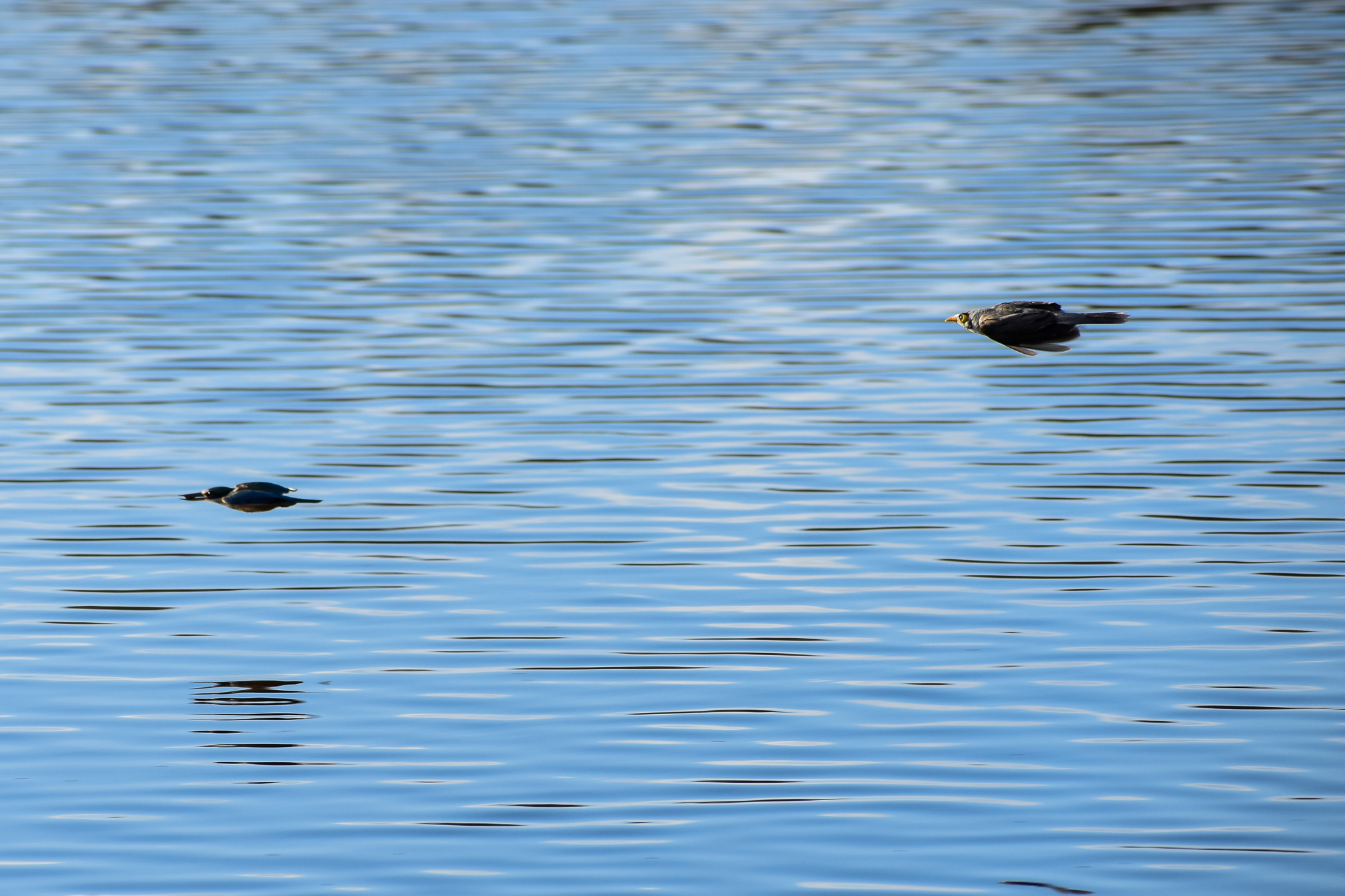 Noisy Miner Chasing a Sacred Kingfisher