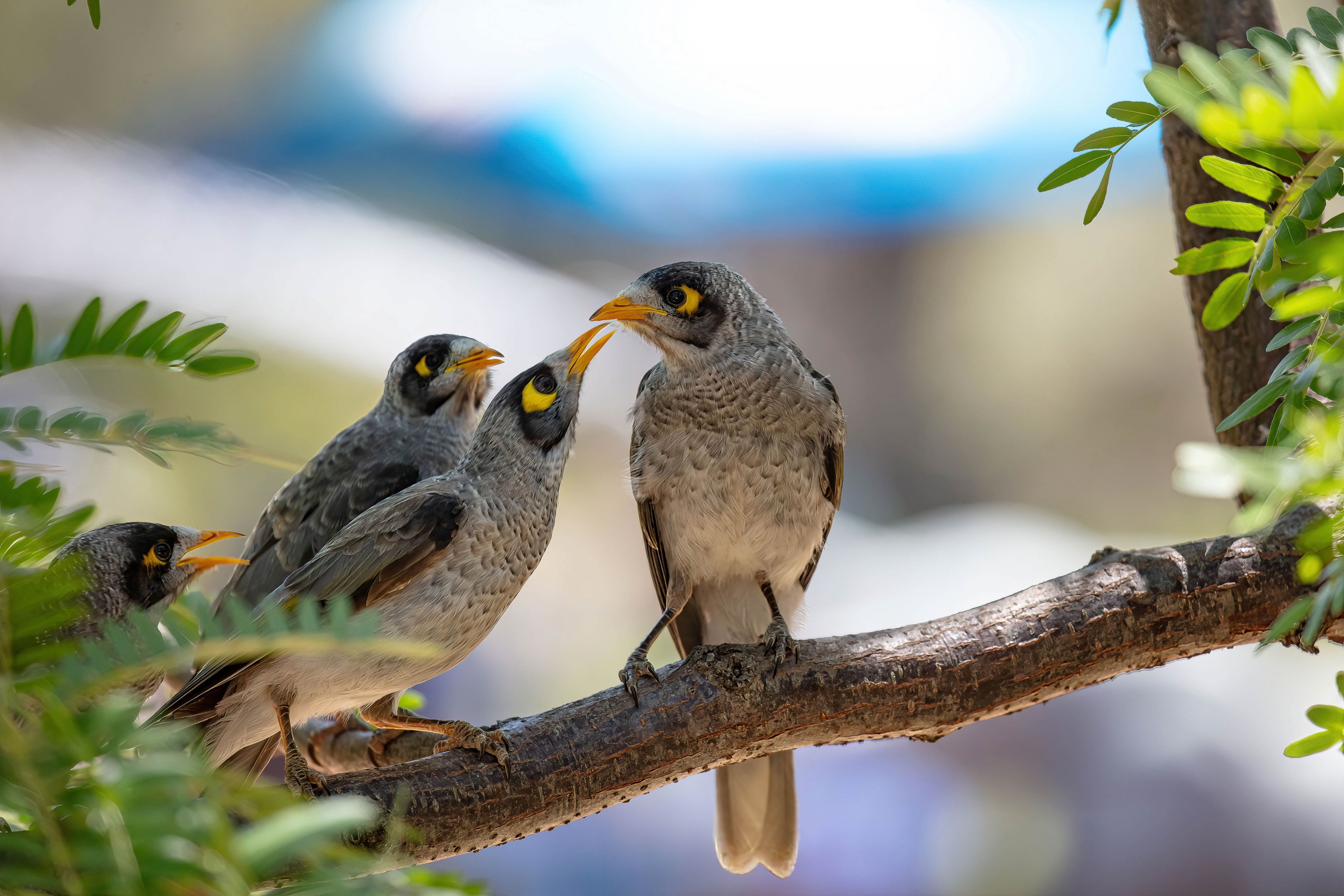 Noisy Miner family