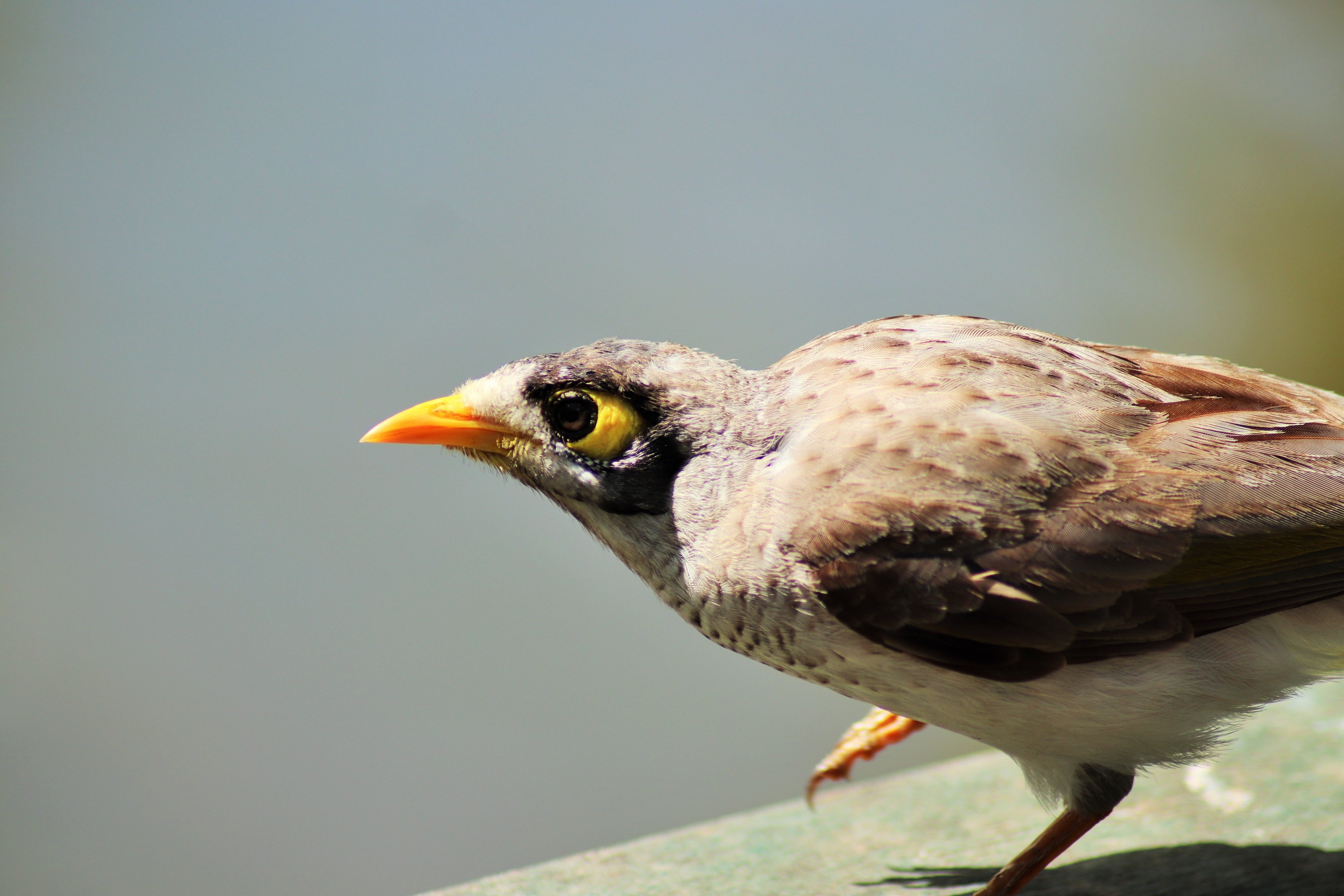 Noisy Miner (Manorina melanocephala lepidota)