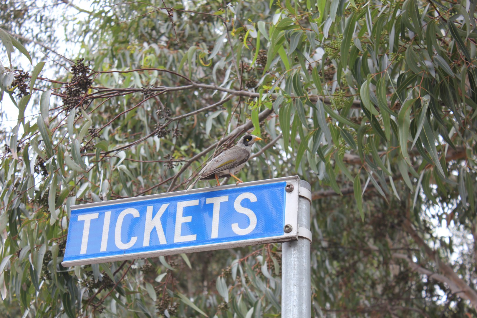 Noisy Miner (Manorina melanocephala)