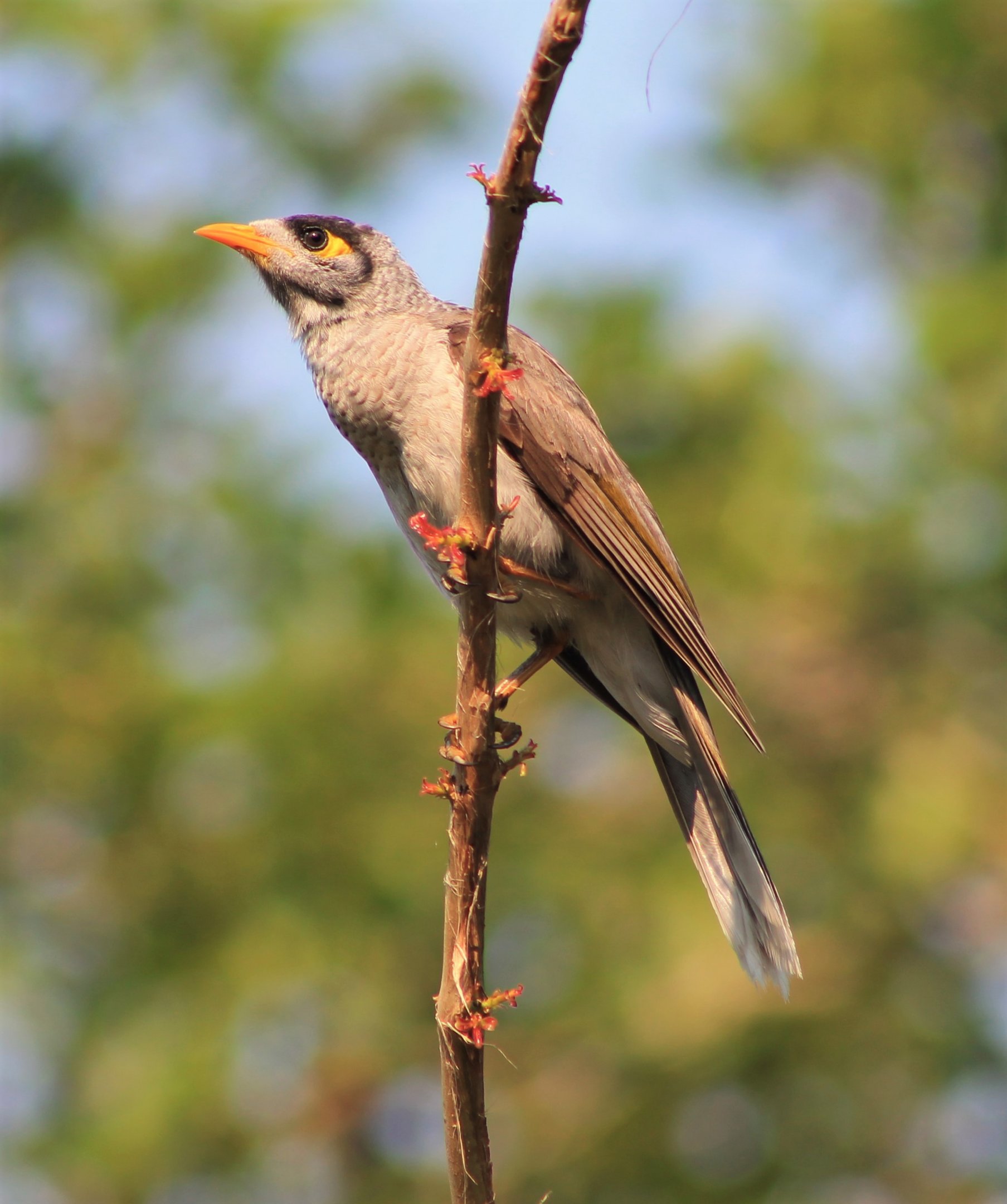Noisy Miner (Manorina melanocephala)