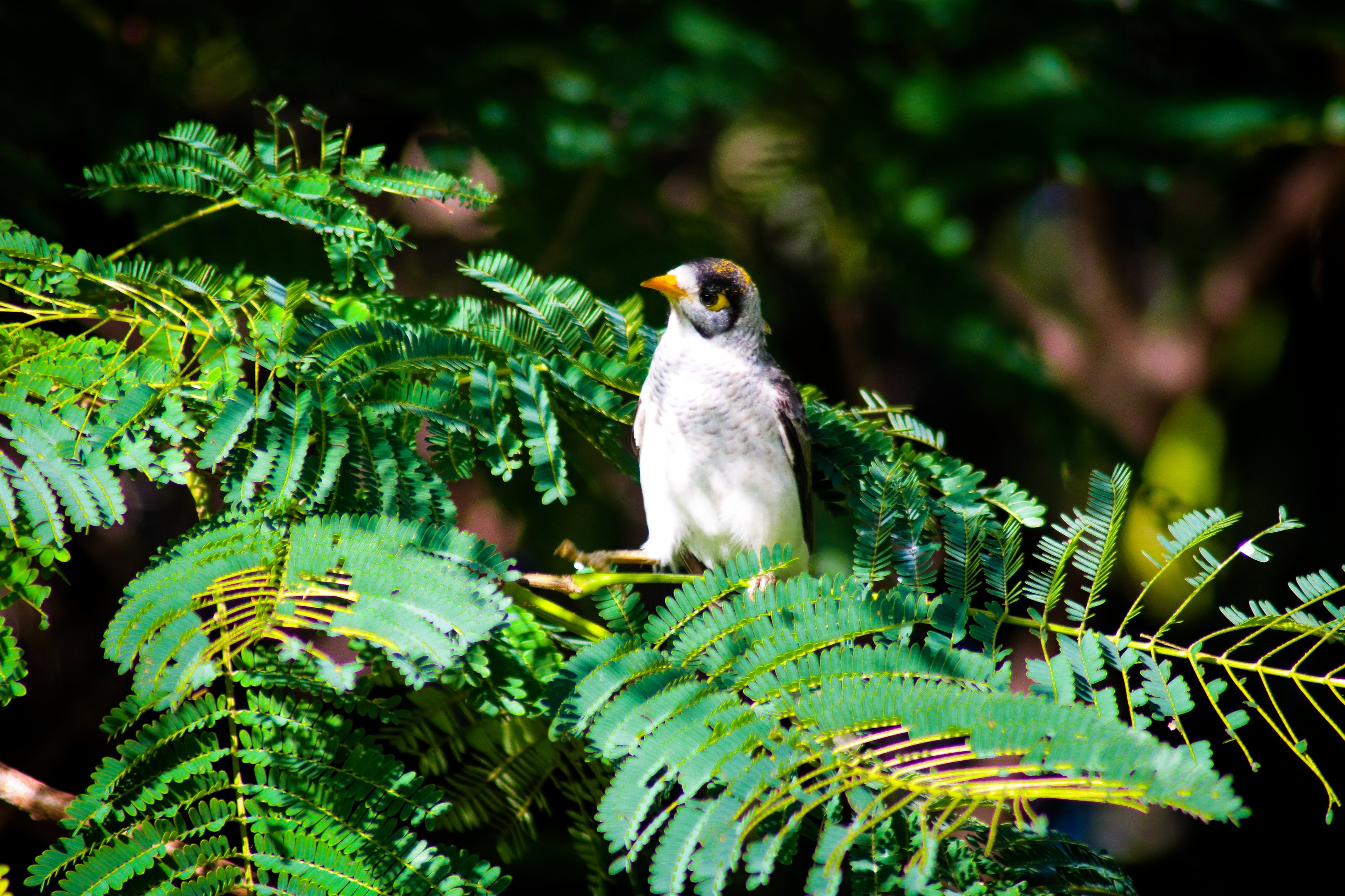 Noisy Miner (Manorina melanocephala)