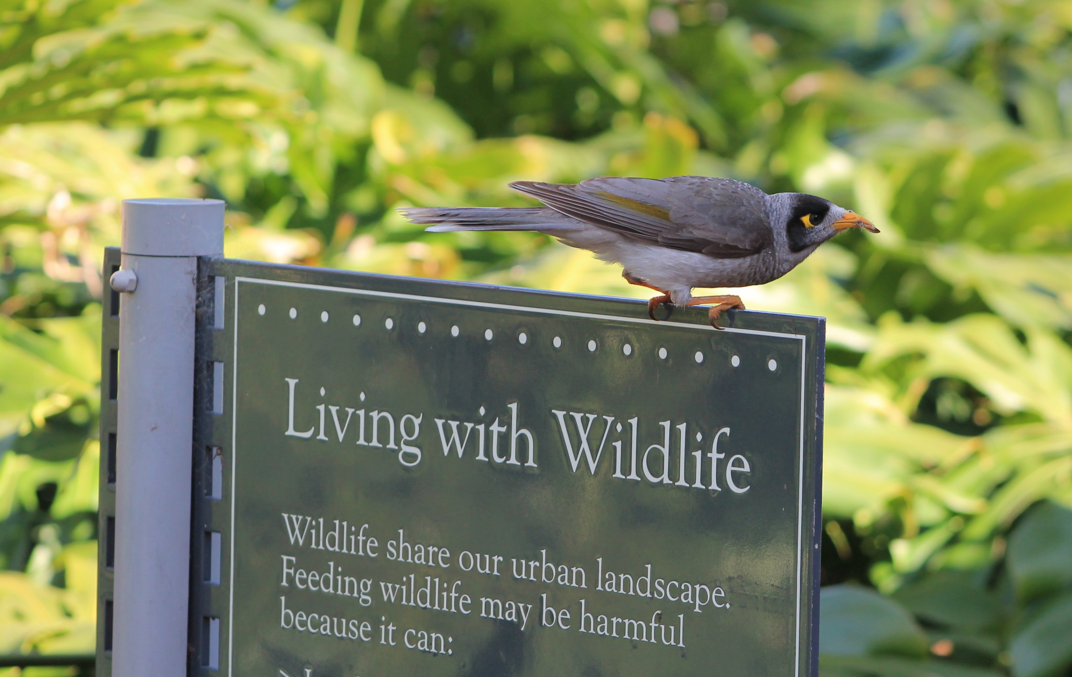 Noisy Miner (Manorina melanocephala)