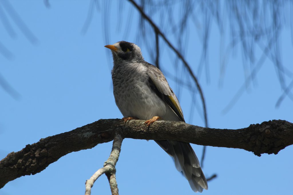 Noisy Miner (wild)
