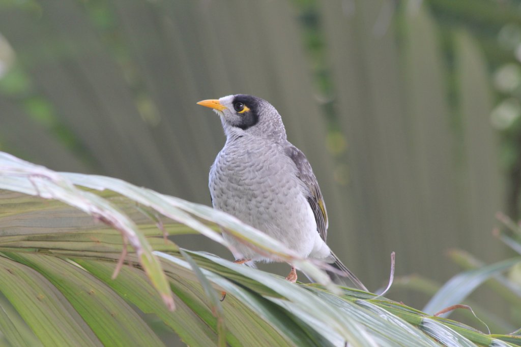 Noisy Miner