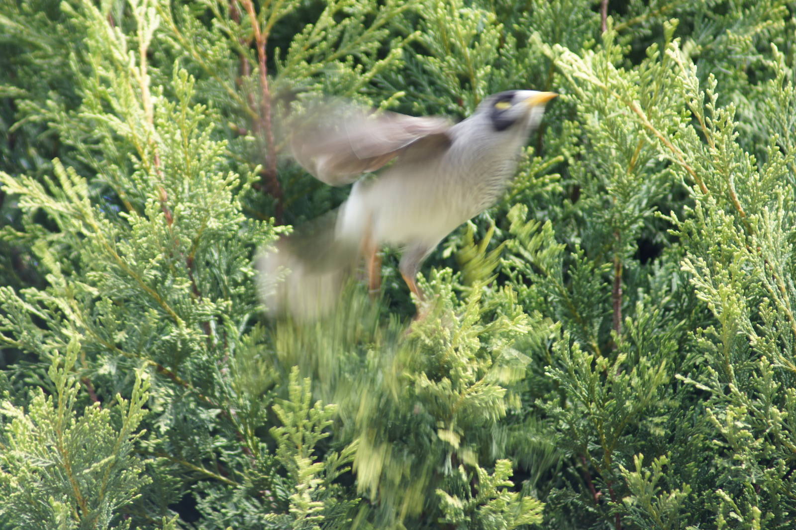 Noisy miner