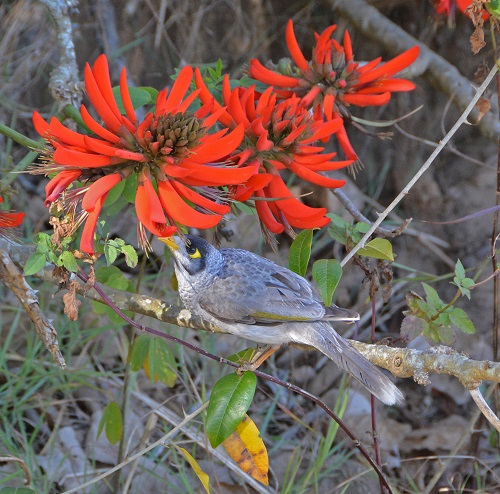 Noisy miner.